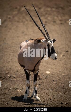Gemsbok se tient sur une tête rotative à sol pierreux Banque D'Images