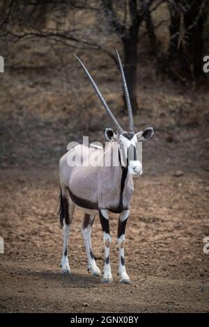 Gemsbok se dresse sur un sol pierreux par des arbres Banque D'Images