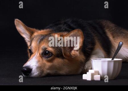 Rouge et blanc avec chien noir gallois Corgi Pembroke couché à côté du thé sur fond noir Banque D'Images