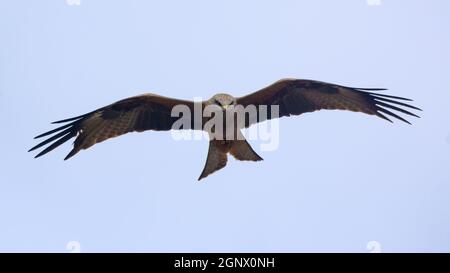 Cerf-volant noir (Milvus migrans) en vol avec de larges ailes étirées Banque D'Images