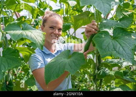 Un agriculteur inspecte une récolte de concombres dans une serre sur une ferme biologique. Banque D'Images