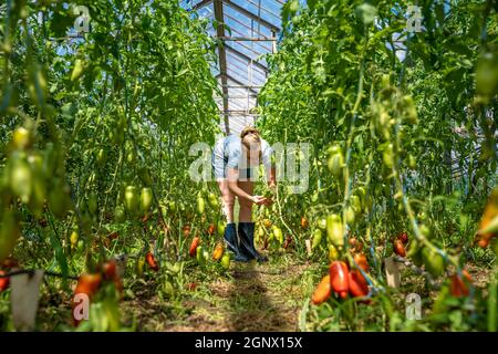 poivrons rouges cultivés en serre dans une ferme biologique. Banque D'Images