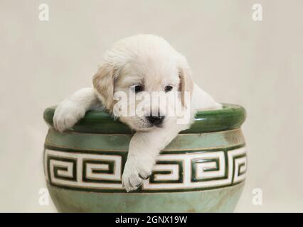 Le petit chiot Golden Retriever se trouve dans un pot de fleurs vertes et en laisse un regard. Banque D'Images