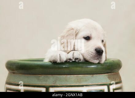Le petit chiot Golden Retriever se trouve dans un pot de fleurs vertes et en laisse un regard. Banque D'Images