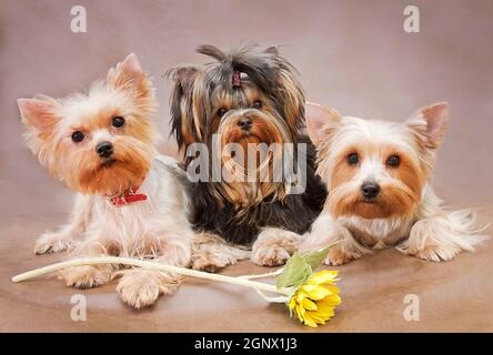 Trois petits chiens du Yorkshire aux poils longs s'assoient sur un fond marron Banque D'Images