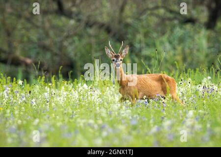 Jeune cerf de Virginie, caperolus caperolus, buck debout dans la haute herbe verte et renifler avec son nez sur la prairie en fleurs. Mammifère masculin à fourrure d'orange et Banque D'Images