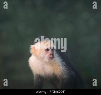 singe capucin à gorge blanche sur fond sombre Banque D'Images