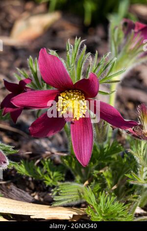 Pulsatilla vulgaris 'Pinwheel Dark Red Shades' plante de fleur vivace rouge de printemps connue comme fleur de pasque Banque D'Images