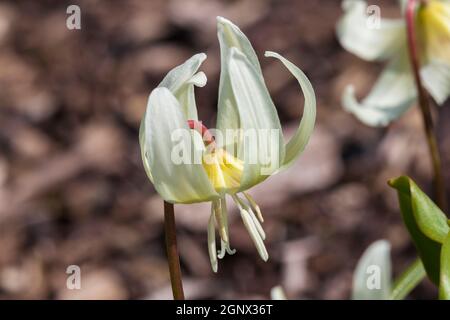 Erythronium californicum 'White Beauty' plante bulbe à fleurs de printemps communément appelée nénuphars californien Banque D'Images