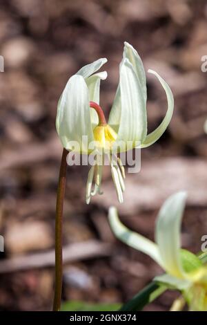 Erythronium californicum 'White Beauty' plante bulbe à fleurs de printemps communément appelée nénuphars californien Banque D'Images