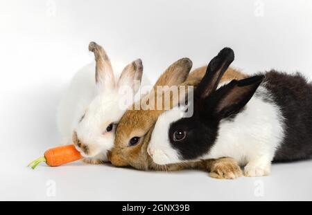 Trois lapins mignons de couleur différente et une carotte fraîche sur fond blanc. Alimentation de l'animal. Banque D'Images