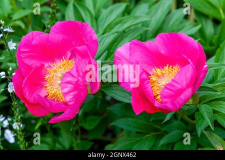 Peony 'Honor' (paeonia) une fleur jaune rose d'été qui est une image herbacée vivace printemps plante vivace à fleurs stock photo Banque D'Images