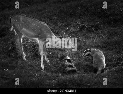 Les animaux sauvages de Badger et de cerf se font face à face tout en se nourrissant dans une forêt de bois noir et blanc image monochrome Banque D'Images