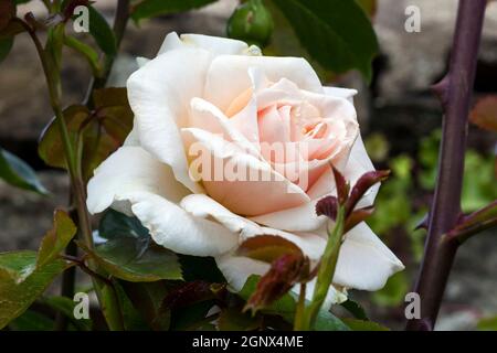 Rose Penny Lane 'Hardwell' une plante à double fleur rose Banque D'Images