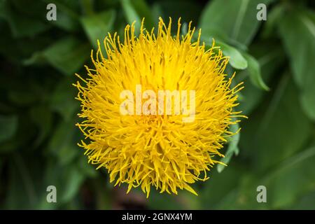 Centaurea macrocephala un chardon jaune comme plante de fleur communément connu sous le nom de Bighead, de chevalier, de fleur de panier arménien et de Centaurea Globe, Banque D'Images