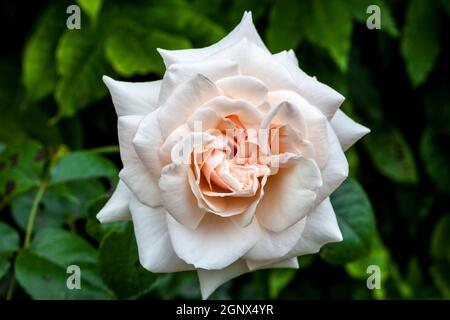 Rose Penny Lane 'Hardwell' une plante à double fleur rose Banque D'Images