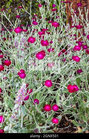 Lychnis Atrosanguinea plante de fleurs d'été rouge herbacée magenta au printemps communément connue sous le nom de Rose Campion Banque D'Images