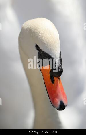 Gros plan d'un cygne blanc Banque D'Images