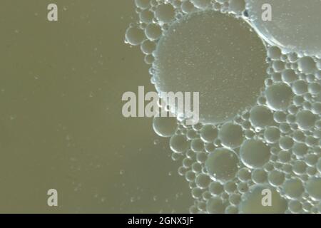 résumé macro fond des cercles d'huile flottant sur la surface de l'eau . Macro gros plan des bulles sur l'eau . bulles d'huile dans l'eau macro photogr Banque D'Images