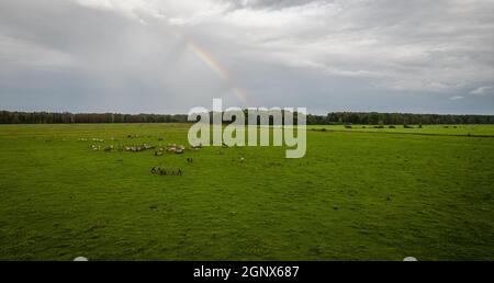Divers renfangs blancs bruns et des vaches qui se faulent sur la prairie et broutent l'herbe sous l'arc-en-ciel sur les terres agricoles. Vue aérienne. Groupe d'animaux sur pâturage le jour nuageux. Scène rurale. Chevaux sauvages libres menacés Banque D'Images