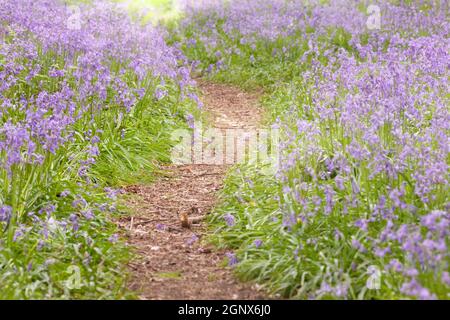 Bluebell chemin à travers les bois dans Norfolk Royaume-Uni. Printemps de fleurs violettes sauvages et une promenade dans la nature dans la forêt Banque D'Images