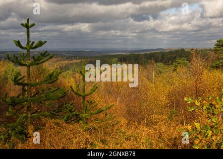 Campagne boisée au Devils Punchbowl, Hindhead, Surrey, Angleterre Banque D'Images