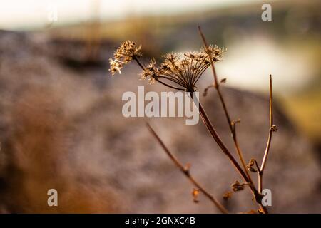 Plante brune sèche au coucher du soleil en gros plan | vue rapprochée d'une plante isolée éclairée par la lumière du soleil sur un arrière-plan flou Banque D'Images