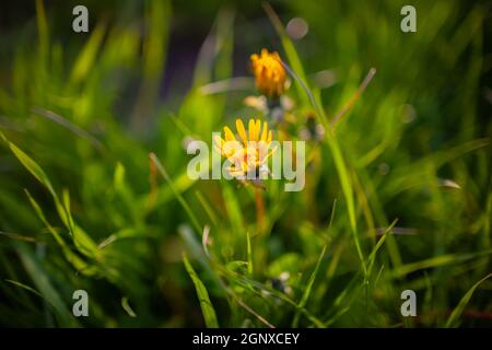 Fleurs pissenlits au soleil doré gros plan | magnifique fleur jaune vif dans l'herbe illuminée par une lumière chaude Banque D'Images