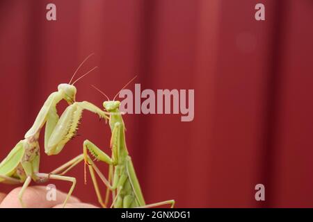 Le Mantis sur fond rouge. Les mantes religieuses. Prédateur d'insectes Mantis Banque D'Images