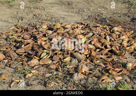 Heaps of rotting watermelons. Peel of melon. An abandoned field of watermelons and melons. Rotten watermelons. Remains of the harvest of melons. Rotti Stock Photo