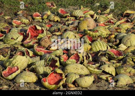 Heaps of rotting watermelons. Peel of melon. An abandoned field of watermelons and melons. Rotten watermelons. Remains of the harvest of melons. Rotti Stock Photo