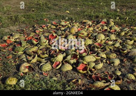 Heaps of rotting watermelons. Peel of melon. An abandoned field of watermelons and melons. Rotten watermelons. Remains of the harvest of melons. Rotti Stock Photo