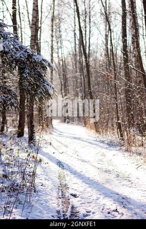 Belle scène d'hiver, chemin dans la forêt avec neige étincelante en plein soleil | chemin et arbres couverts de neige blanche étincelante et baignés de lumière Banque D'Images