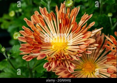 Chrysanthème 'Louise' une plante de fleur d'automne rose orange d'été communément connue sous le nom de mums ou chrysanths, image de stock photo Banque D'Images