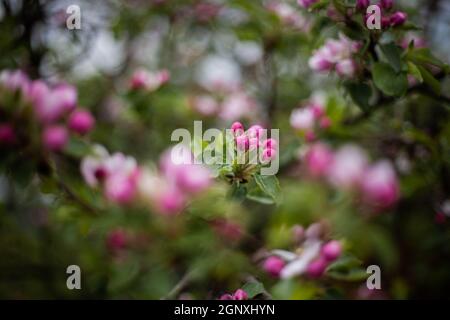 Bourgeons fleuris de fleurs roses et blanches sur des branches d'arbre gros plan | Macro photo des bourgeons roses et blancs avec un arrière-plan flou Banque D'Images