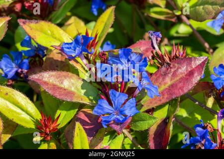 Ceratostigma plumbaginoides plante florale d'automne d'été communément connue sous le nom de laideur à fleurs bleues, image de stock photo Banque D'Images