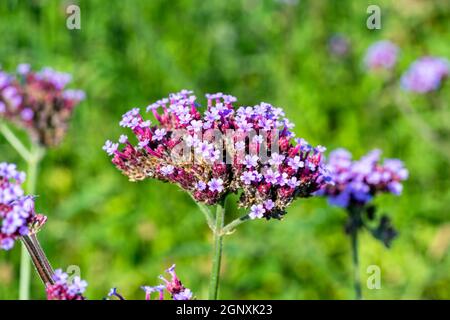 Verveine bonariensis plante herbacée pourpre vivace été automne fleur communément connu sous le nom de pourpre top ou vervain argentin Banque D'Images