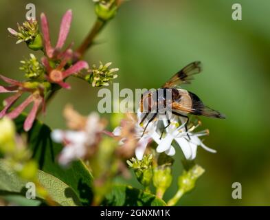 Macro d'une mouche pellucide sur une fleur de sept fils Banque D'Images