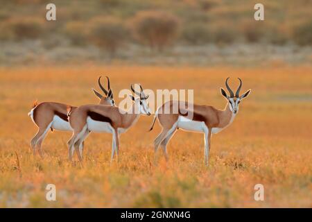 Le Springbok (Antidorcas marsupialis antilopes) dans l'habitat naturel, Afrique du Sud Banque D'Images