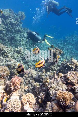 Récif de corail coloré au fond de la mer tropicale, plongeurs et haut de l'école bannerfish (Heniochus diphreutes), paysage sous-marin Banque D'Images