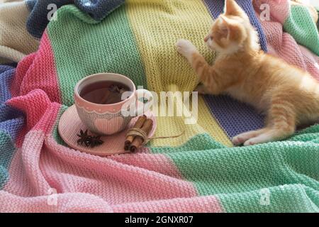 Adorable chaton rouge dormant à la maison. Tissu écossais coloré et une tasse de thé au citron avec décoration maison sur le lit doux et chaleureux. Banque D'Images