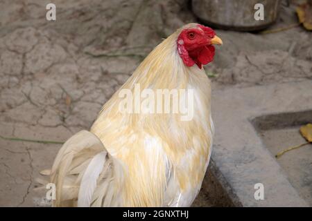 Poulet domestique à la ferme à Kumrokhali, Bengale occidental, Inde Banque D'Images