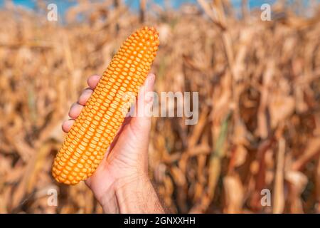 Main de l'agriculteur tenant l'oreille de maïs récoltée dans le champ, gros plan avec un focus sélectif Banque D'Images