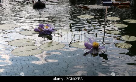 Gros plan de nénuphars violets se reflétant dans l'eau à l'intérieur du jardin botanique royal de Madrid, Espagne Banque D'Images