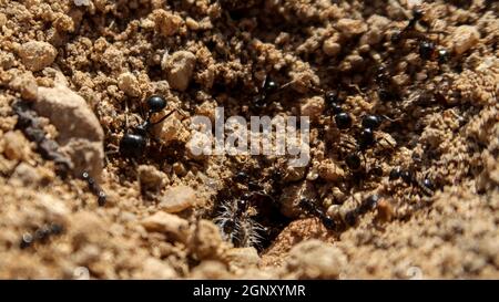 Gros plan de fourmis en Espagne Banque D'Images