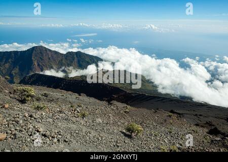 Une certaine végétation sur la surface rocheuse du mont Rinjani, Lombok, Indonésie Banque D'Images