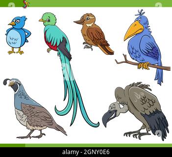 ensemble de personnages animaux d'espèces d'oiseaux de bande dessinée Illustration de Vecteur