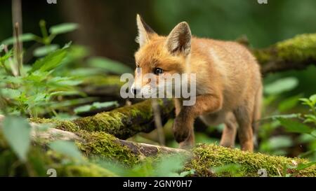 Curieux renard roux, vulpes vulpes, cub marchant dans la forêt de printemps avec des branches vertes de mousse sur le sol. Jeune mammifère se demandant et explorant le woo Banque D'Images