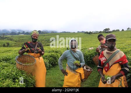 Gisakura, Rwanda. 18 septembre 2021. Les agriculteurs cueillez des feuilles de thé dans un jardin de thé de la région de Gisakura, Rwanda, le 18 septembre 2021. Credit: JI Li/Xinhua/Alay Live News Banque D'Images