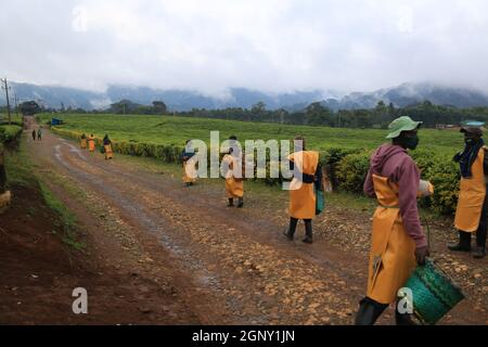 Gisakura, Rwanda. 18 septembre 2021. Les agriculteurs se préparent à cueillir des feuilles de thé dans un jardin de thé de la région de Gisakura, Rwanda, le 18 septembre 2021. Credit: JI Li/Xinhua/Alay Live News Banque D'Images